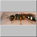 Mellinus crabroneus - Grabwespe w40 13mm - auf der Hand - OS-Wallenhorst Sandgrube.jpg